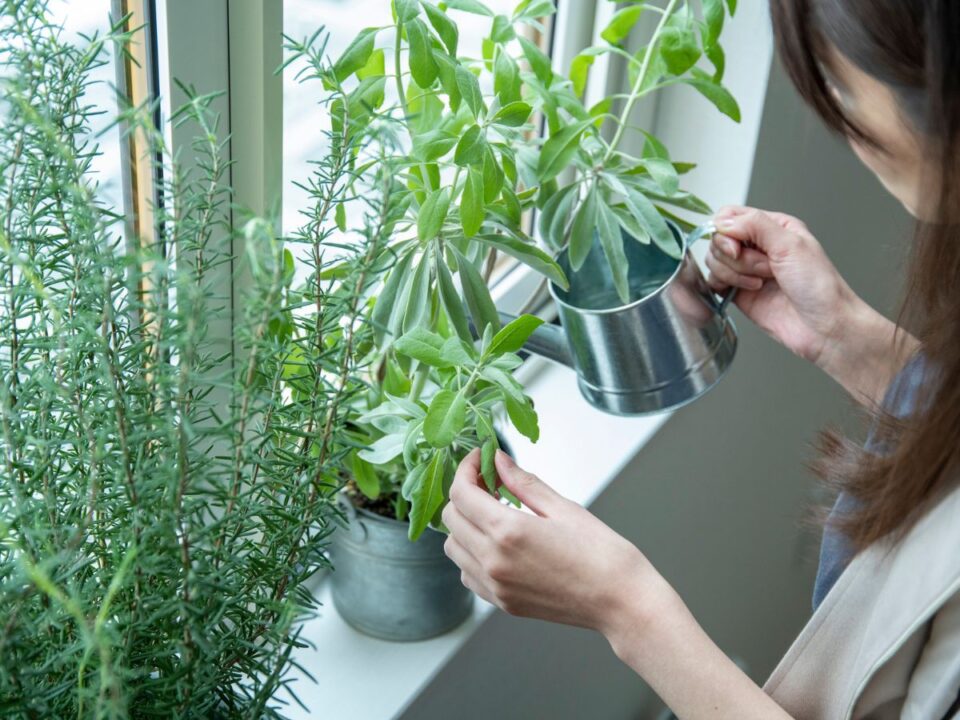 rozmaring konyhakert