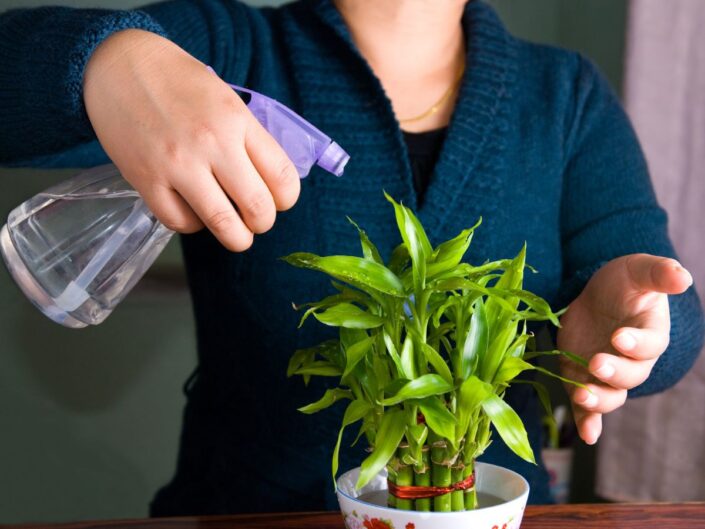 szobanövény bambusz locsolás permetezés nő