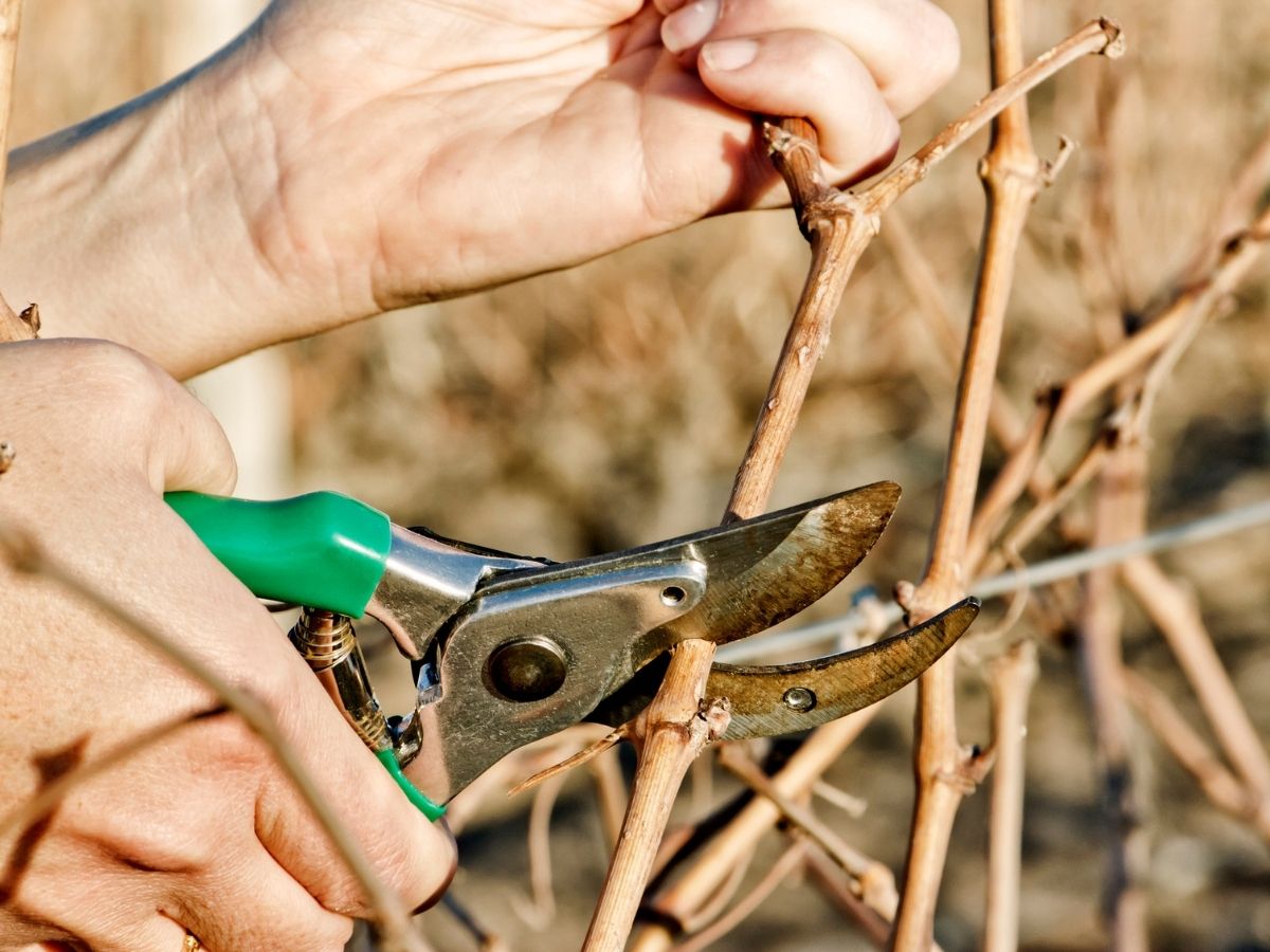 szőlő metszése télen