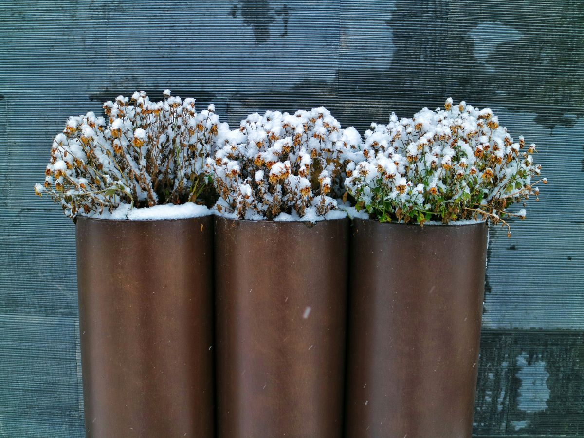 cserepes növény télen