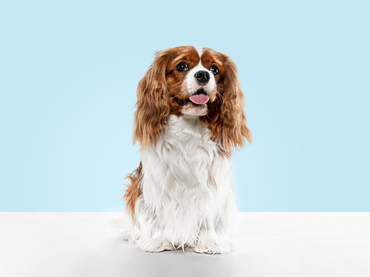 5-kutyafajta-idoseknek4 - Nők Lapja - Nők Lapja 5 kutyafajta időseknek