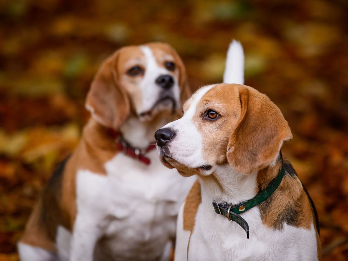 5-kutyafajta-idoseknek5 - Nők Lapja - Nők Lapja 5 kutyafajta időseknek