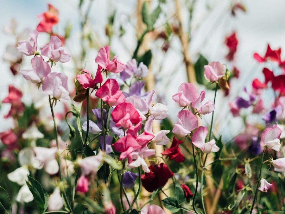 5 virág beltéri vetés április tavasz