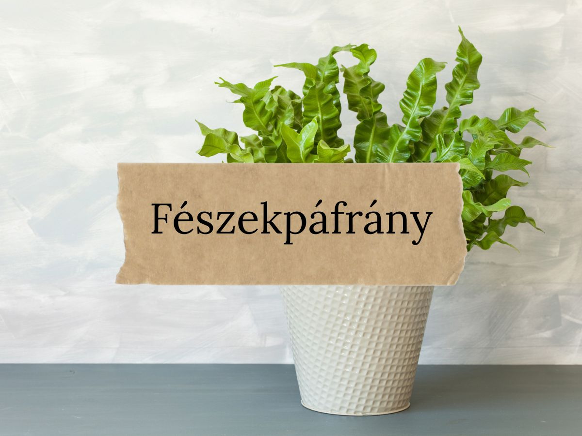 Fészekpáfrány