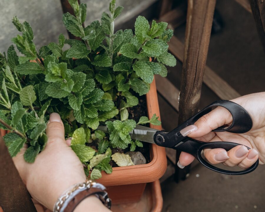 novenyek-kartevok-ellen