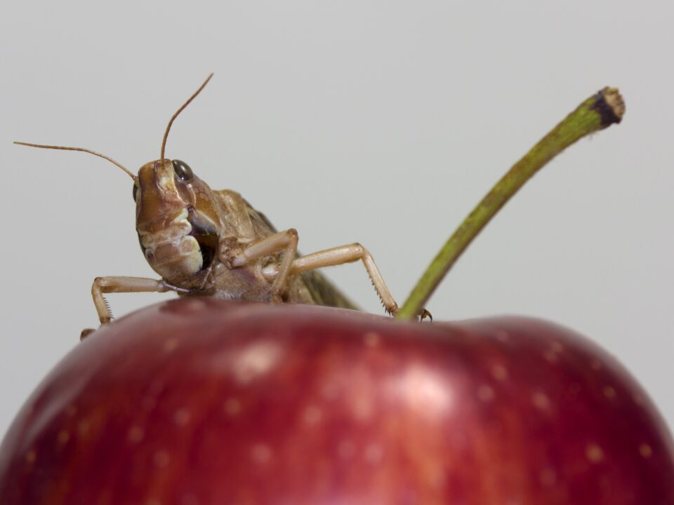 GettyImages-641232854 - Nők Lapja alma-vegyszer-horvath-boldizsar