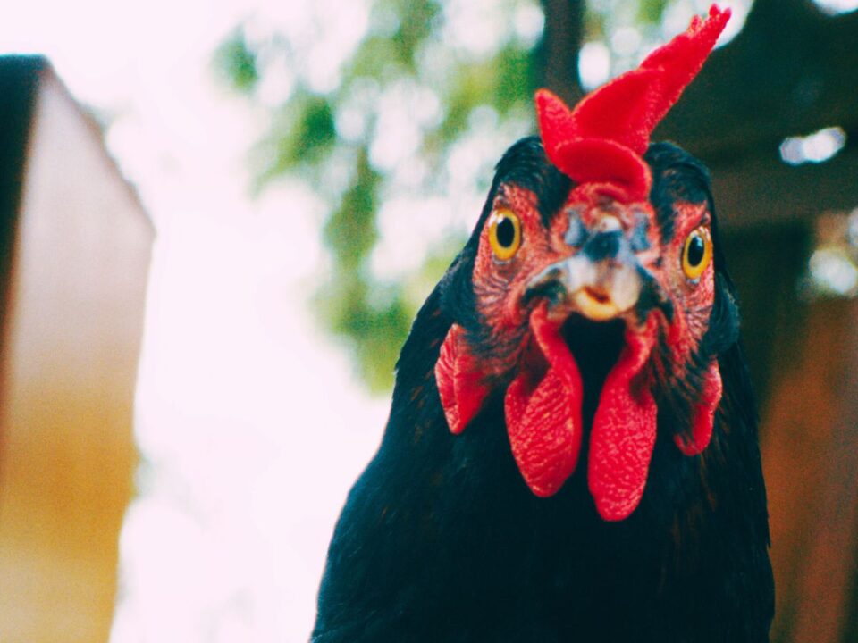 filajanlo-tyuk-meg-nem-volt-ilyen-hatassal-palfi-gyorgy-tyuk-cimu-filmjenek-kritikaja - Nők Lapja