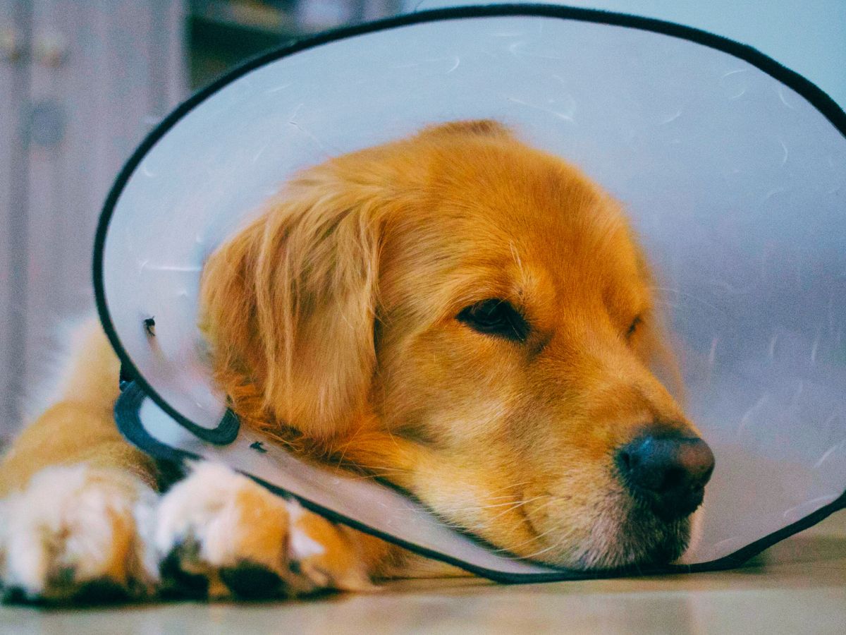 kutya állatorvosnál