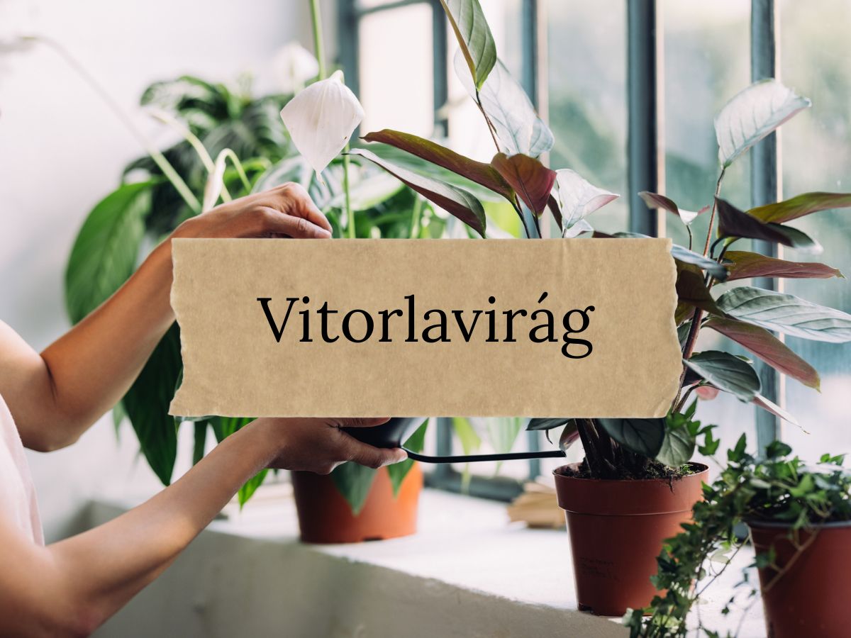 Vitorlavirág