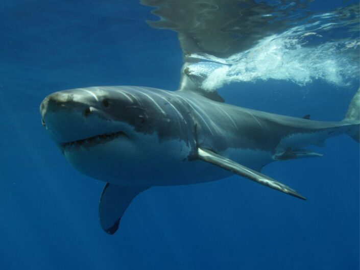 nagy fehér cápa