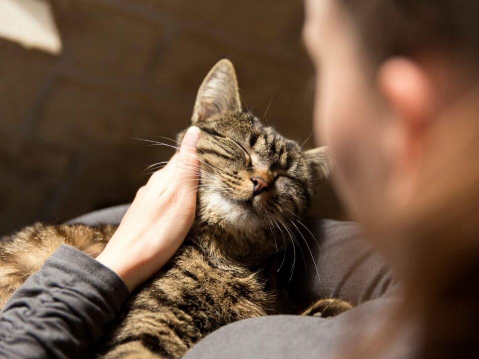 kedvenc jelek sorsszerű nehéz idők háziállat lélekállat