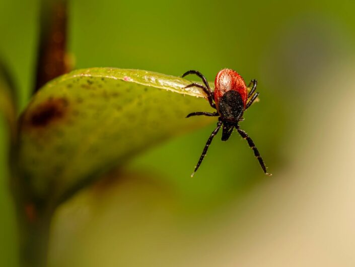 kullancs mászik egy növény zöld levelén