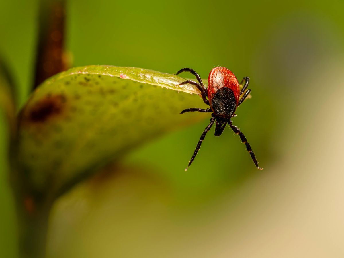 kullancs mászik egy növény zöld levelén