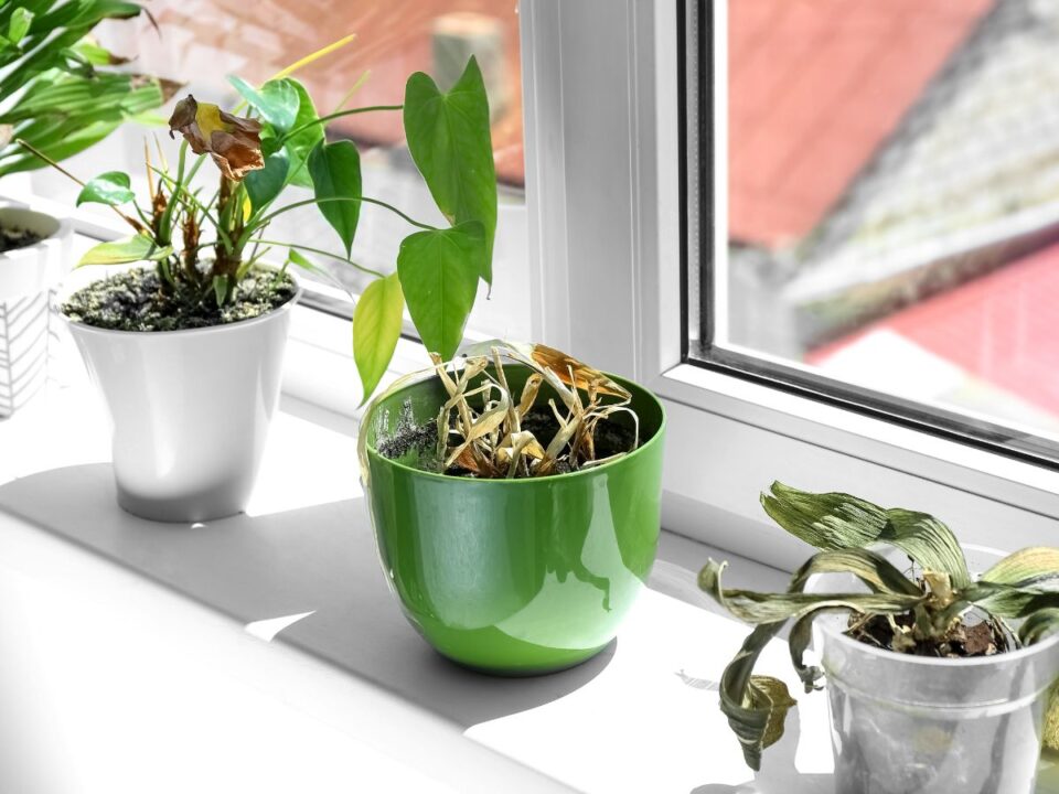 szobanoveny-nem-viragzik - Nők Lapja világos ablakpárkányon 3 cserép, a középső zöld benne elszáradt szobanövény