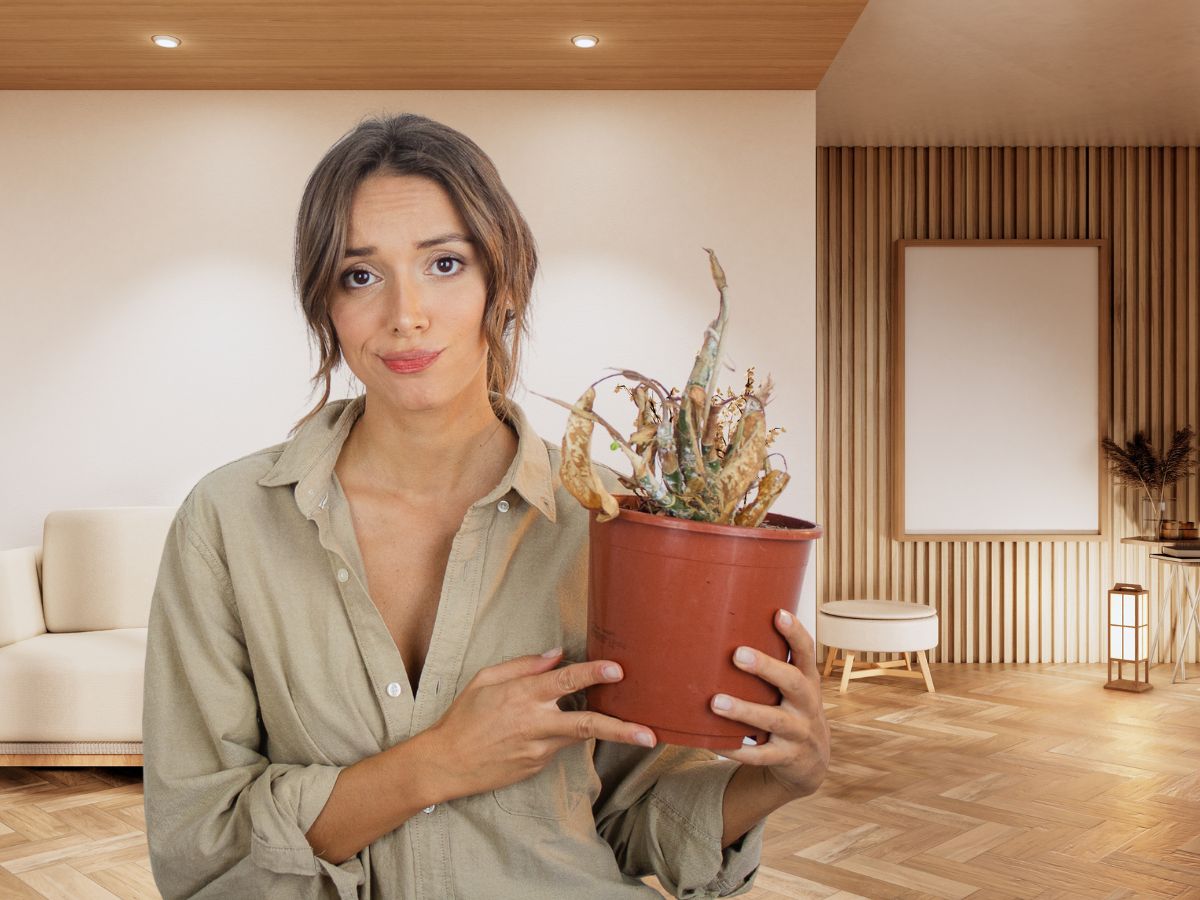 aggódó nő a mesterséges, szűrt fényű nappaliban, kezében egy elszáradt cserepes szobanövénnyel