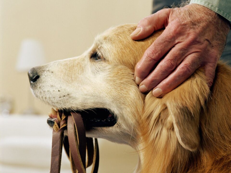 vigyazzunk-rajuk-bekoszonto - Nők Lapja kutyát simogat a gazdája