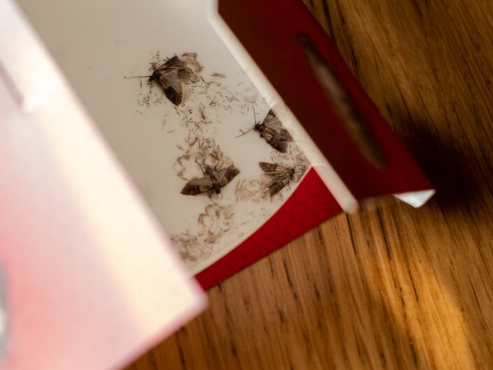 molyok egy csapdába ragadva