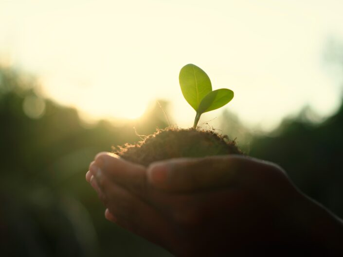 földből sarjadó növényke