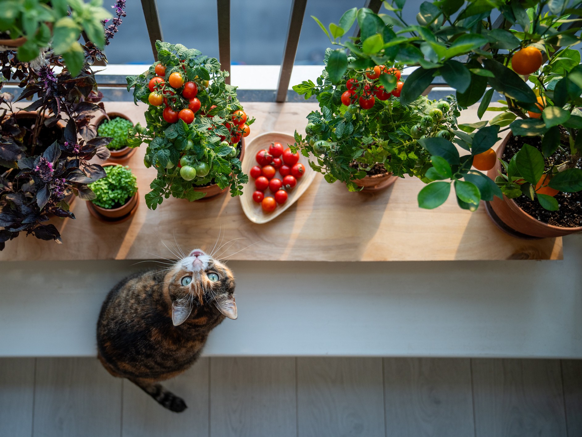 cica ül az ablakban és kiskerti növényeket néz