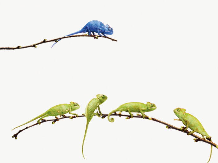 zöld és kék kaméleonok egy faágon