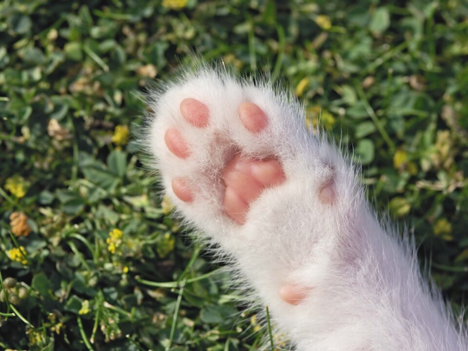 macska-cica-talpparna-szemelyiseg