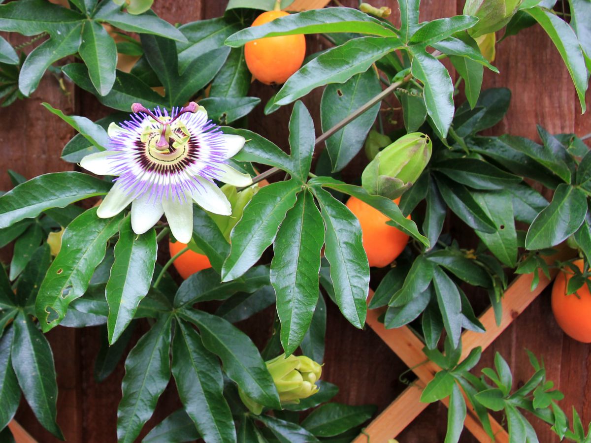 Golgotavirág (Passiflora)