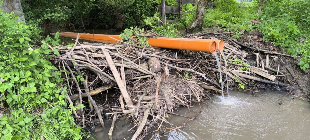 Hódgát-csőátvezetés Zebegényben - Nők Lapja Becsövezett hódgát