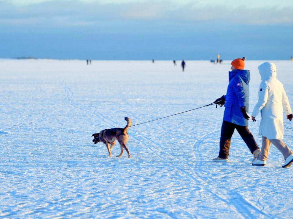 finnek_smalltalk_nelkul2_canva - Nők Lapja havas tájban ketten sétáltatnak egy kutyát hosszú pórázon