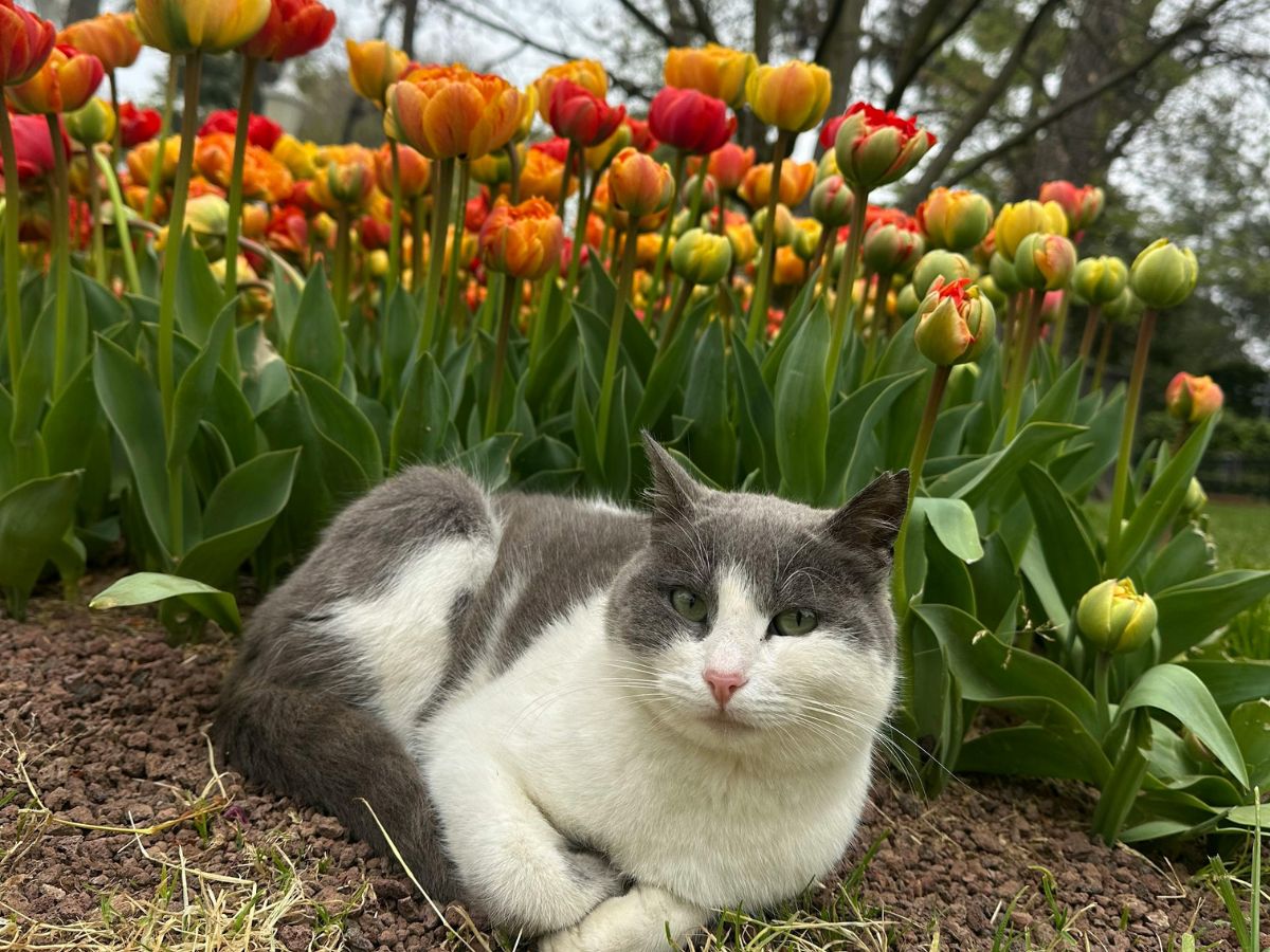 macska tavaszi virágok között