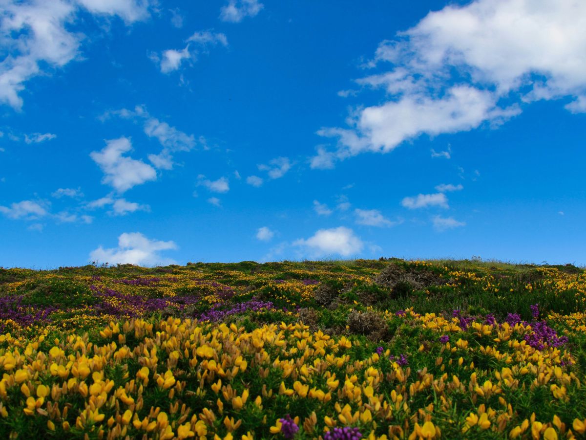 gyönyörű tavaszi rét virágokkal