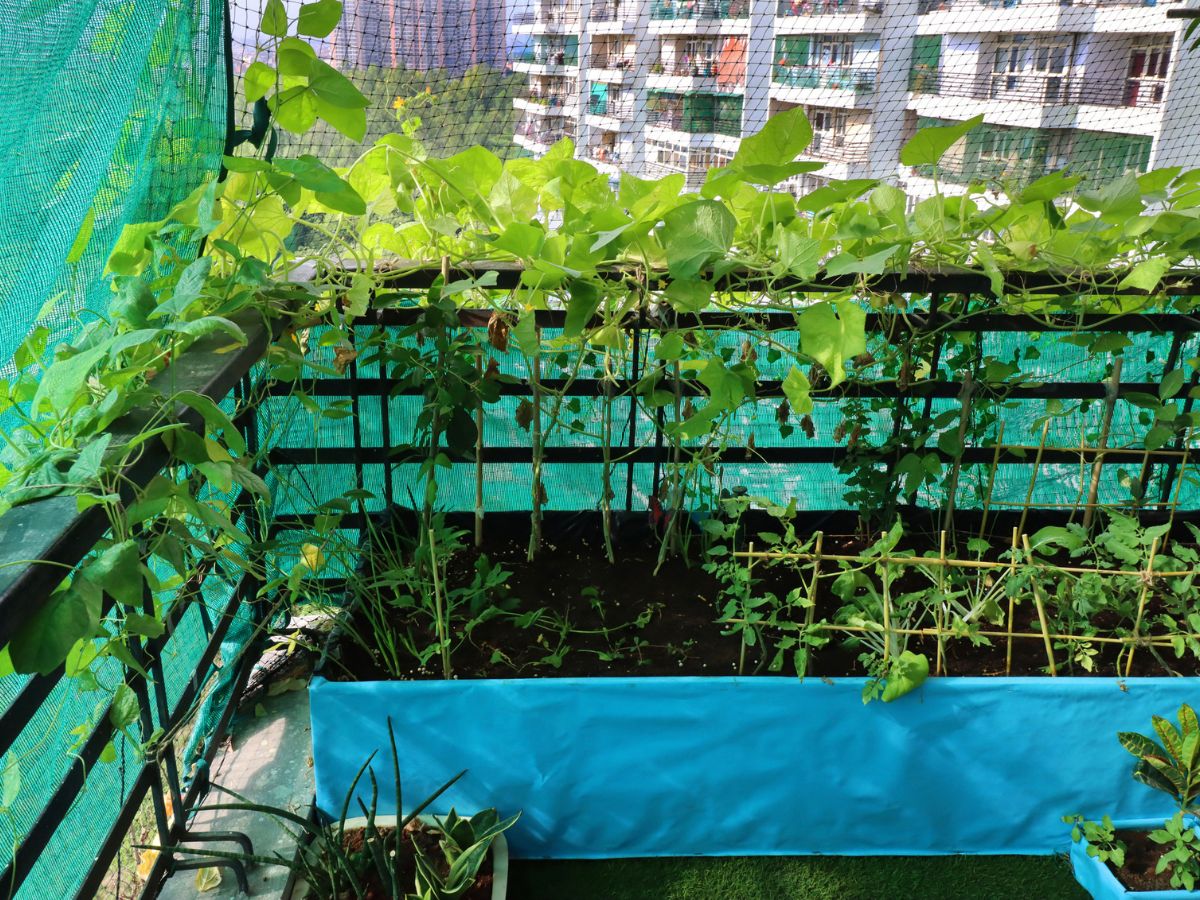 Díszbab (Phaseolus coccineus)