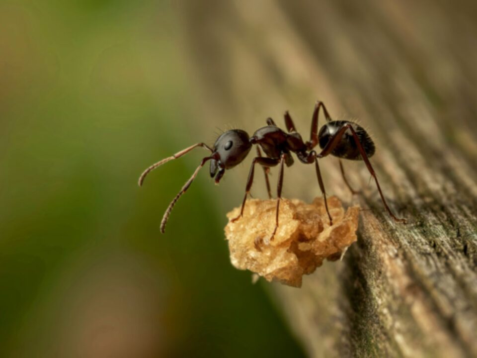 hangya egy faágon morzsát cipel