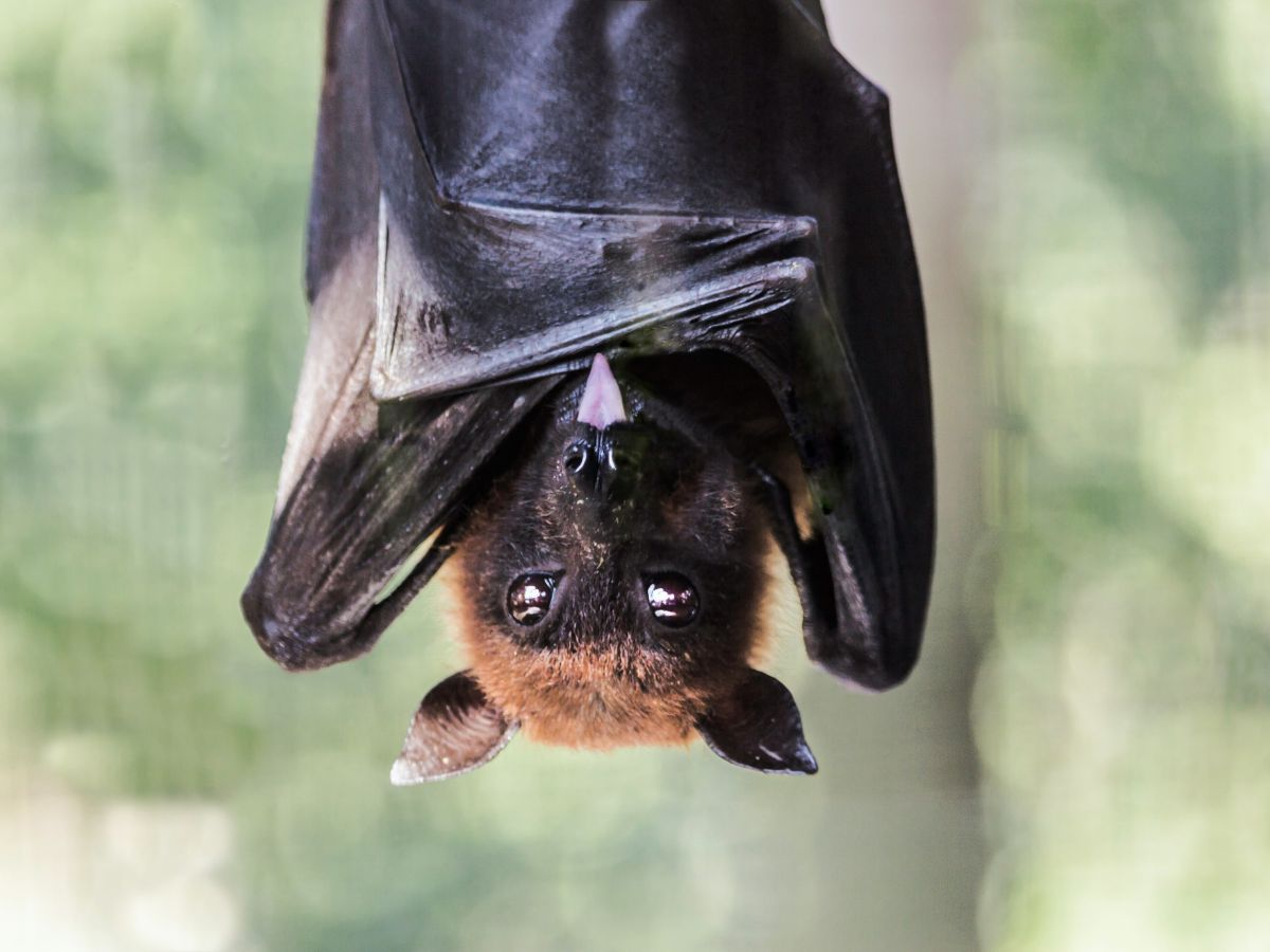 cuki denevér lóg a fán