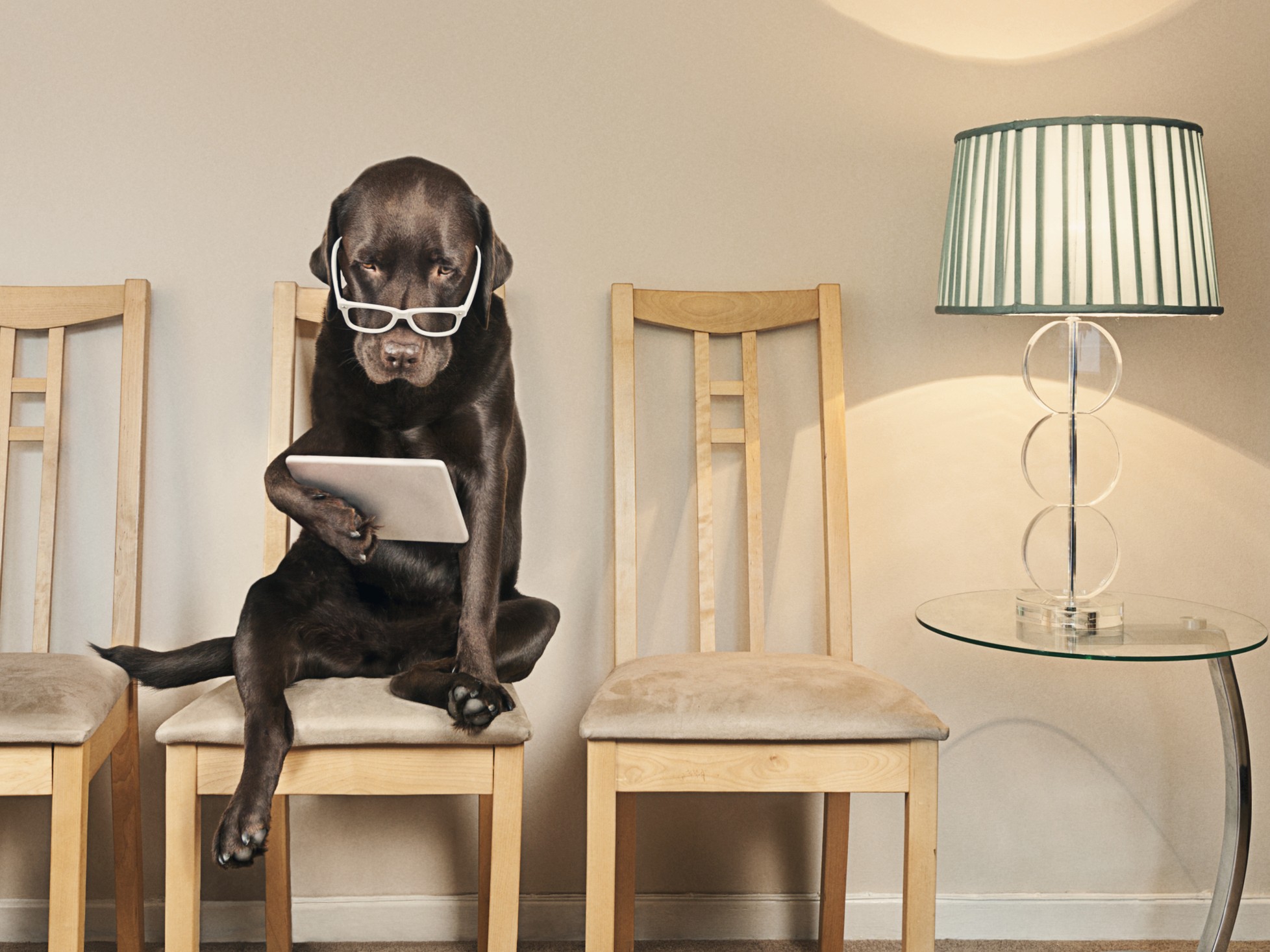 szemüveges kutya olvas