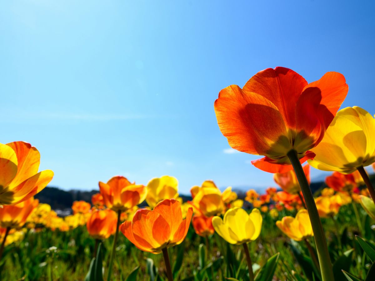 sárga tavaszi virágok a napsütésben