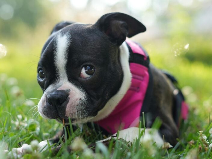 Fekete-fehér bulldog kislutya bűnbánó tekintettel hasal a zöld füvön, rajta piros hám