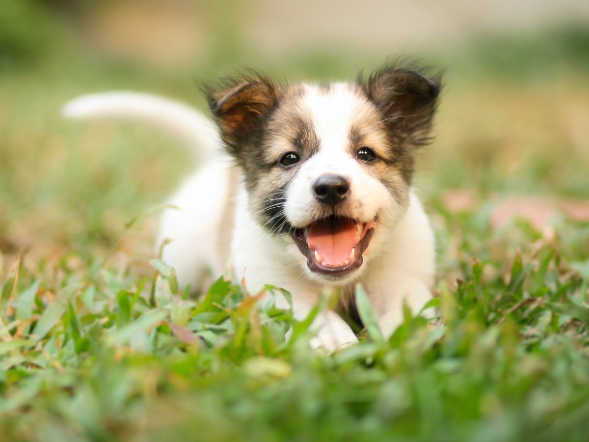 szemből: fehér-barna kölyökkutya, nyelvlógatva, lobogó fülekkel, vidáman szalad a fűben