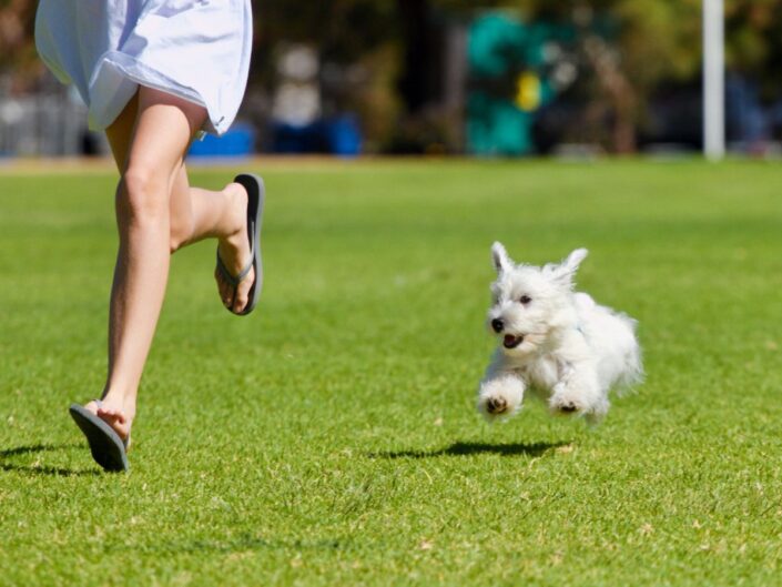 fehér westi kutya lobogó fülekkel rövid nadrágban futó papucsos lábat kerget a zöld füvön