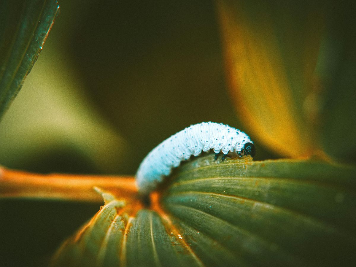 fehér lárva zöld levélen