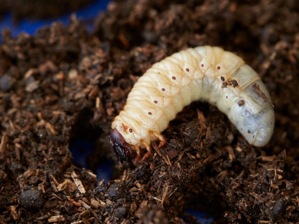 fehér lárva barna földön