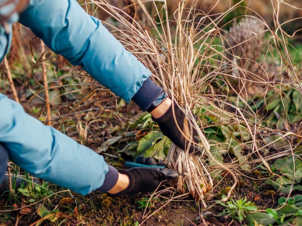 márciusi metszés évelők virágok kert tavasz