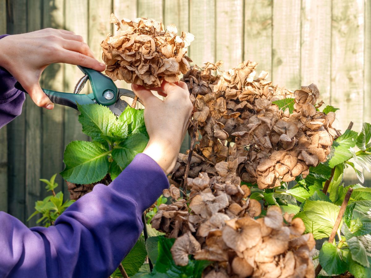 elszáradt hortenzia metszés