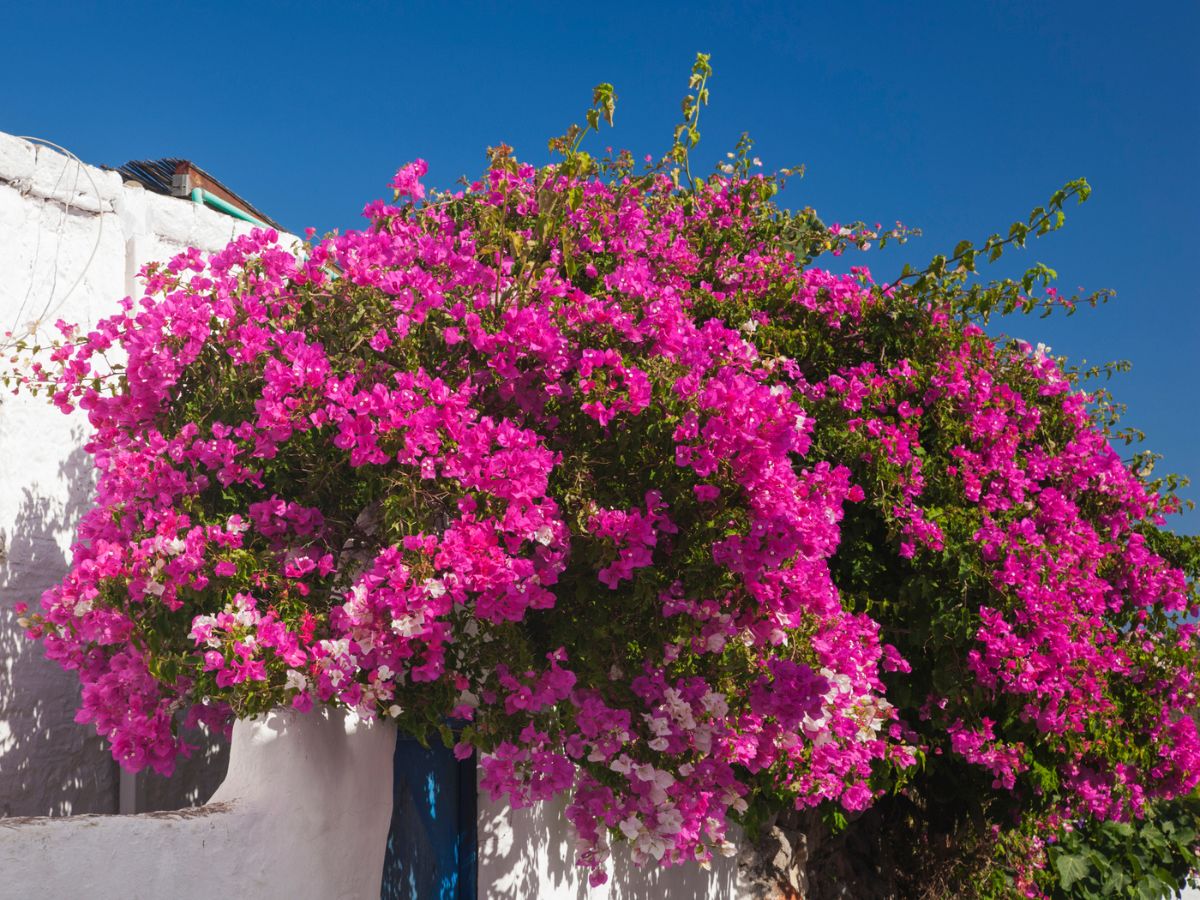 Murvafürt (Bougainvillea)