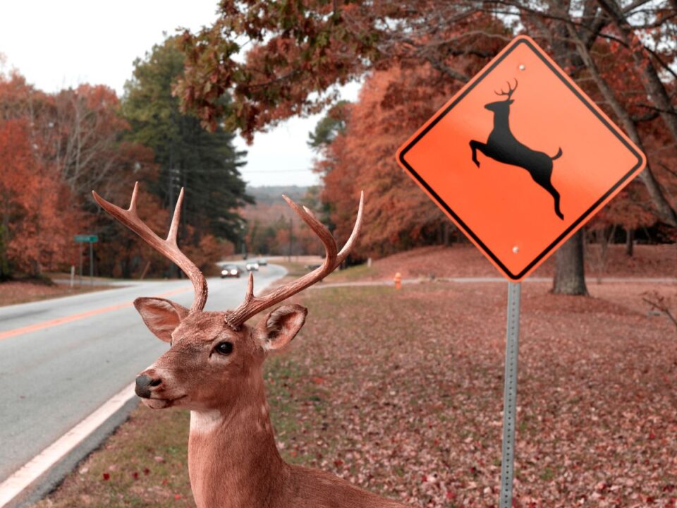 oraatallitas-veszelyei-haziallatok - Nők Lapja szarvas az út mellett