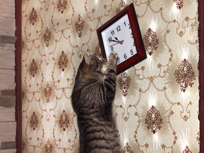 cirmos macska játszik egy falon lógó órával