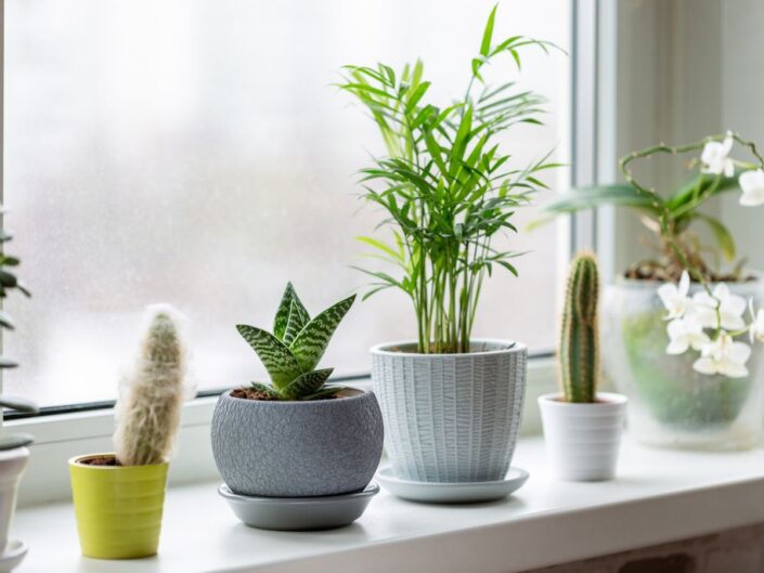 szobanövények az ablakban