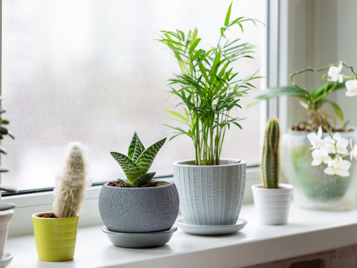 szobanövények az ablakban