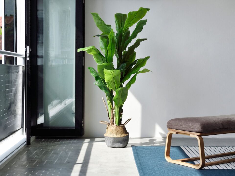 pálma napfényes szobában az erkélyajtó előtt