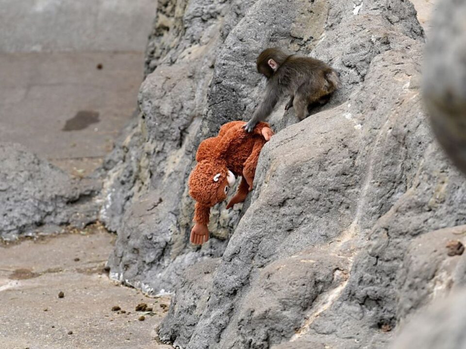 a magányos Punch kismajom a plüss orángutánjával