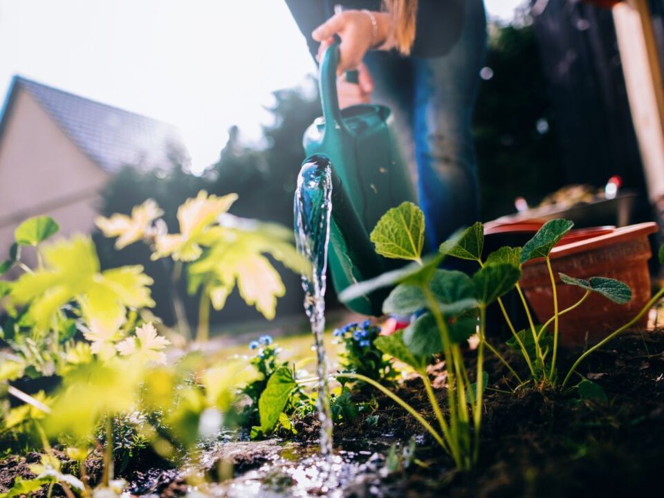 tojásfőző víz növények tápanyag kert